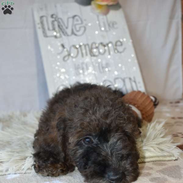 Boots, Mini Goldendoodle Puppy